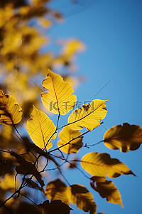落叶黄背景图片_蓝天前黄树上的秋叶