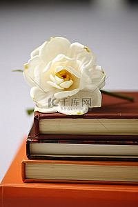 一摞书书背景图片_一摞橙色书顶上的一朵白花