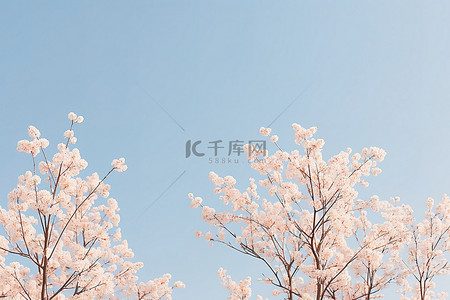蓝天背景下的小樱花树