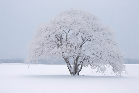 田野里的一棵树和另外两棵树被雪覆盖