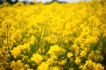 田野里的黄色花朵
