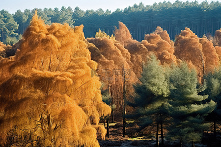 秋天，松树都是白色棕色和红色的