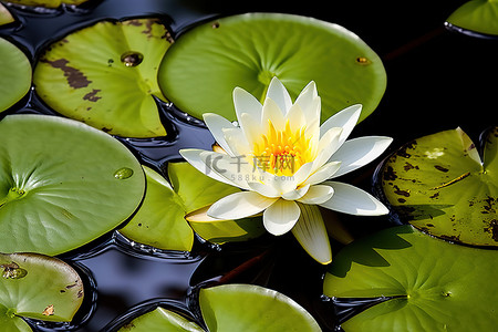 白色莲花背景图片_睡莲叶子中间的白色睡莲