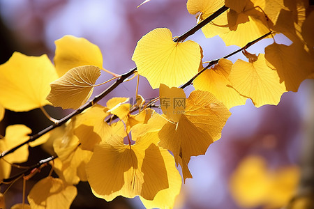 秋叶黄色背景图片_一些黄色秋叶的照片