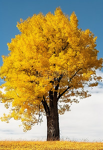 一棵高大的树，上面挂着黄色的叶子