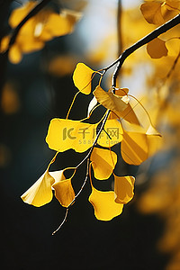 叶树枝背景图片_树枝上的黄叶