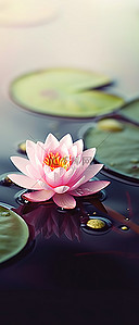 莲叶荷花背景图片_一朵粉红色的花和绿色的睡莲叶一起坐在水中