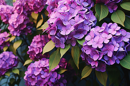 夏天植物花朵背景图片_紫色的花朵生长在绿色的树枝上