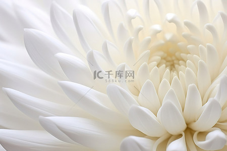 新鲜白菊花背景图片_白菊花的特写图像