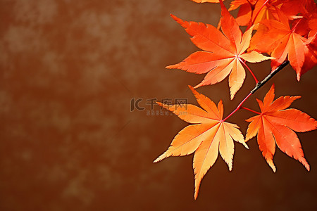 边框1080p背景图片_秋天的树叶壁纸 1080p