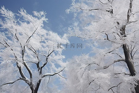 树顶背景图片_两棵树，树顶被雪覆盖