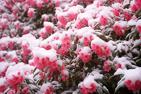 花朵被雪覆盖并盛开