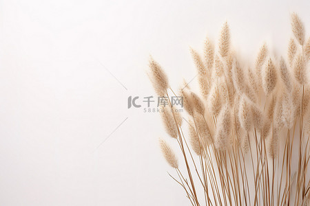 芽背景图片_高高的白色高草茎和芽照片