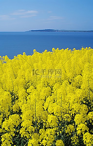 春天旅游背景背景图片_海边田野上的油菜花