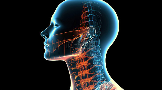 女性 3D 医学模型的突出颈部骨骼