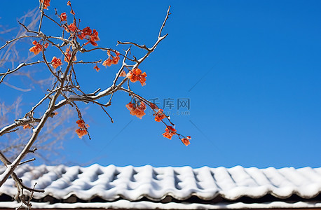 柿子文化背景图片_冬天站在雪下有蓝天和尼泊尔芙蓉的房子里