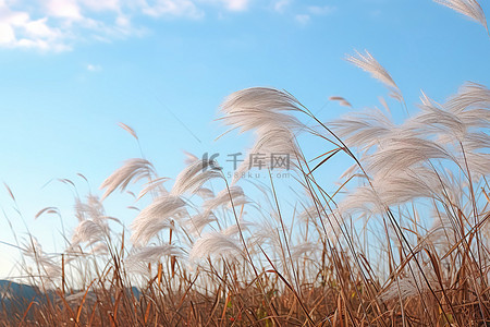 强风吹拂背景图片_一大片田地，高高的草在微风中吹拂