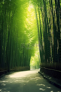 绿树道路背景图片_从绿树之间的道路上看竹林