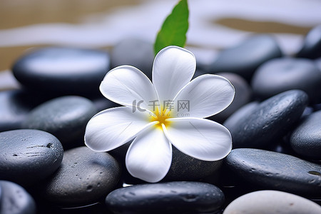 坐在石头背景图片_一朵白花坐在石头上
