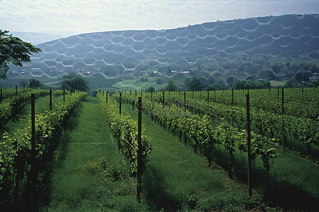 奥地利第一批葡萄园位于凯瑟霍夫葡萄园的草地上