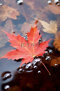 漂浮的落叶背景图片_漂浮在水中的红叶