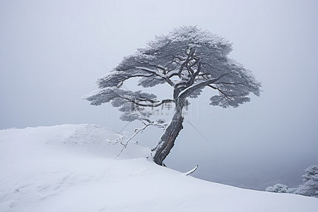 冬天雪的背景图片_山脊上有一棵有雪的树
