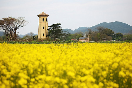 春天黄花背景图片_钟楼附近一片空旷的黄花田