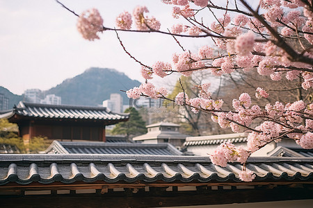 传统山背景图片_樱花与山屋顶和临沂山