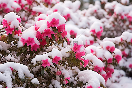粉红色的花朵与雪覆盖的灌木丛