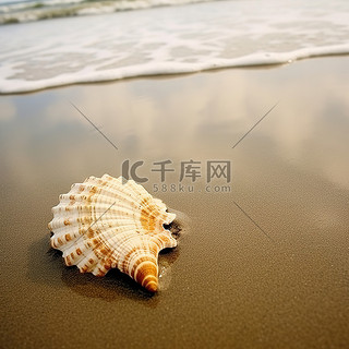 海背景图片_海滩海贝壳在沙子里