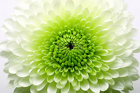 白色背景下的一朵绿色菊花