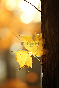 一片叶子和一棵树的特写在夕阳的映衬下显示出来