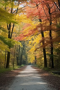 一条狭窄的小路，周围环绕着秋天的彩色树木