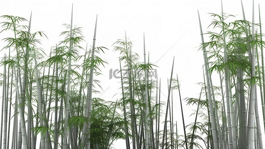 竹林在白色背景下以 3D 插图呈现
