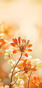 照片背景图片_抽象花 红色 白色的花朵 照片