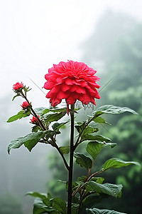 雾天，红花与叶一起生长