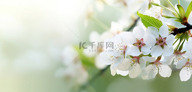 美丽的白色花朵在盛开的樱花树上绽放