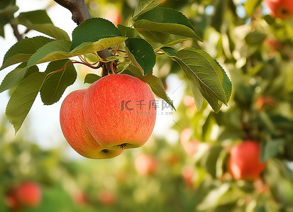 苹果叶子背景图片_树上有叶子的鲜切苹果