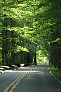 抹茶绿树背景图片_一条空荡荡的路，路边有绿树