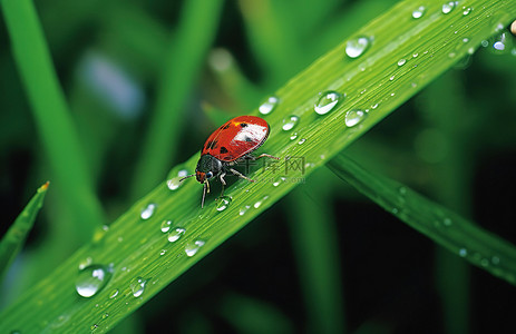 虫子动图背景图片_一只红色的虫子坐在一些绿草上