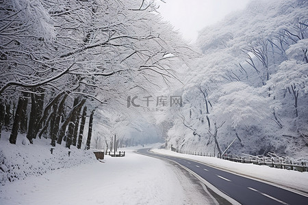 雪地雪景背景图片_一条通往雪地的道路，两边都有树木