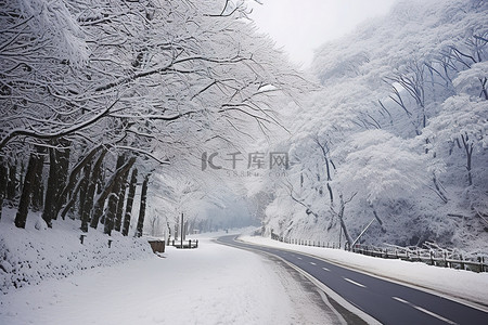 一条通往雪地的道路，两边都有树木