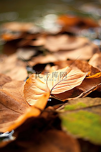 绿色落叶背景图片_绿色池塘附近地上的一堆棕色叶子