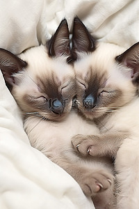 两只暹罗小猫睡在床上