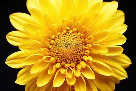 拍摄到一朵黄色的花
