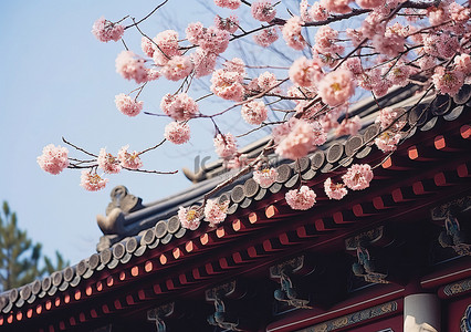 樱花树和盛开的韩国旧式建筑