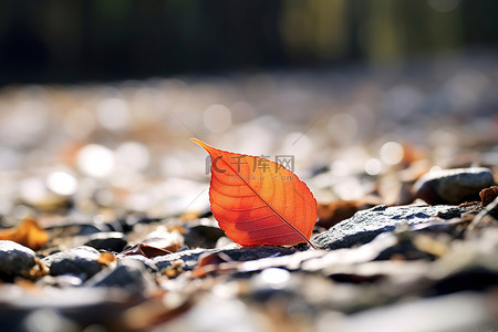秋天落叶枫叶背景图片_一片红叶躺在碎石路上