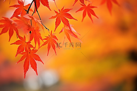 日本秋叶的散景