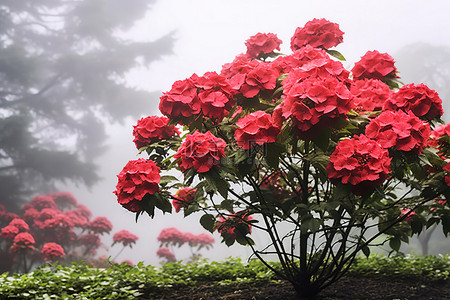夏天植物花朵背景图片_一束红色的花朵在充满雾气的树外