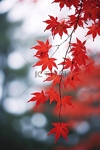 秋天红枫叶背景图片_背景模糊的红枫叶